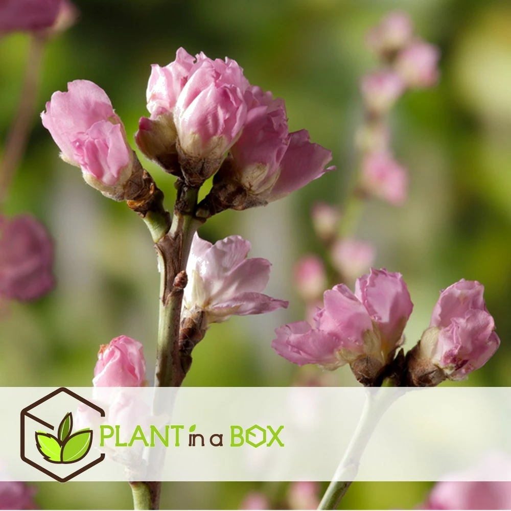 Pêcher De Vigne - Pot ⌀15cm - H.60-70cm (hauteur Pot Incluse) 4 Pêcher De Vigne - Pot ⌀15cm - H.60-70cm (hauteur Pot Incluse) – Image 2