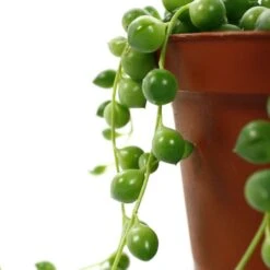 Senecio Rowleyanus, Suspension : D.14cm -Terre et Verdure 629190 004