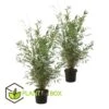 Set De 2 Bamboo "fargesia Nitida Gansu" - Pot ⌀17cm - H50-70cm (hauteur Pot In -Terre et Verdure 62d1061fb55ee0.33444365