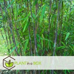 Set De 2 Bamboo "fargesia Nitida Gansu" - Pot ⌀17cm - H50-70cm (hauteur Pot In -Terre et Verdure 62d1061fb9aea0.25198330