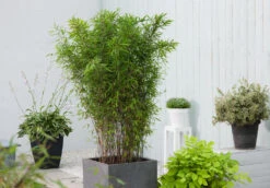 Set De 2 Bamboo "fargesia Nitida Gansu" - Pot ⌀17cm - H50-70cm (hauteur Pot In -Terre et Verdure 62d1061fbd7a22.21156077