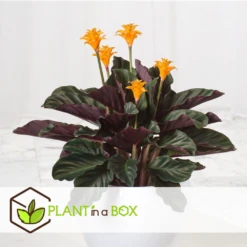 Calathea Crocata Tassmania - Pot ⌀14cm - H.40-50cm (hauteur Pot Incluse) -Terre et Verdure 6319dcdb341ff6.87274987