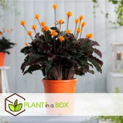 Calathea Crocata Tassmania - Pot ⌀14cm - H.40-50cm (hauteur Pot Incluse) -Terre et Verdure 6319dcdb394f32.55485908