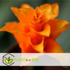 Calathea Crocata Tassmania - Pot ⌀14cm - H.40-50cm (hauteur Pot Incluse) -Terre et Verdure 6319dcdb3ed331.85501748