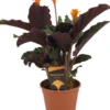 Calathea Crocata Tassmania - Pot ⌀14cm - H.40-50cm (hauteur Pot Incluse) -Terre et Verdure 6319dcdb48cca6.33221377