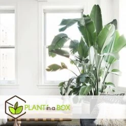 Strelitzia Nicolai Dans Panier- Pot ⌀17cm - H.55-70cm (hauteur Pot Incluse) -Terre et Verdure 631a34c70b7492.89645456