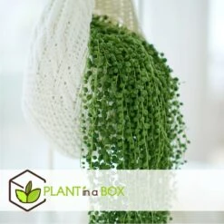 Senecio Rowleyanus - Pot ⌀12cm - H10-20cm (hauteur Pot Incluse) -Terre et Verdure 634f95fc5b6689.16972915