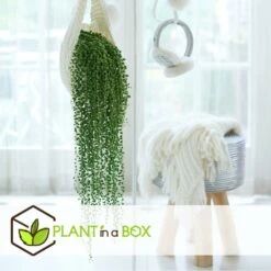 Senecio Rowleyanus - Pot ⌀12cm - H10-20cm (hauteur Pot Incluse) -Terre et Verdure 634f95fc612d81.59702573