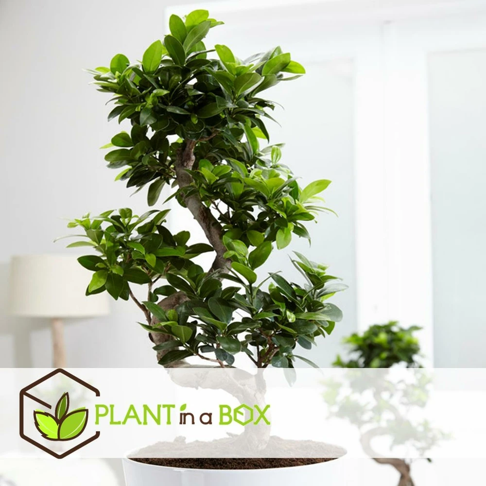 Bonsaï Ficus Ginseng - Pot ⌀12 Cm - H.30-40cm (hauteur Pot Incluse) 4 Bonsaï Ficus Ginseng - Pot ⌀12 Cm - H.30-40cm (hauteur Pot Incluse) – Image 2