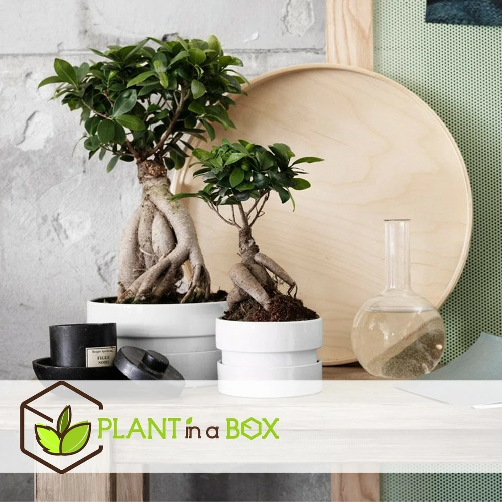 Bonsaï Ficus Ginseng - Pot ⌀12 Cm - H.30-40cm (hauteur Pot Incluse) 5 Bonsaï Ficus Ginseng - Pot ⌀12 Cm - H.30-40cm (hauteur Pot Incluse) – Image 3
