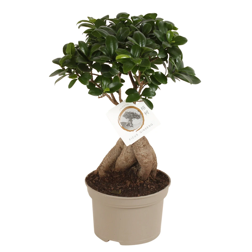 Bonsaï Ficus Ginseng - Pot ⌀12 Cm - H.30-40cm (hauteur Pot Incluse) 3 Bonsaï Ficus Ginseng - Pot ⌀12 Cm - H.30-40cm (hauteur Pot Incluse)
