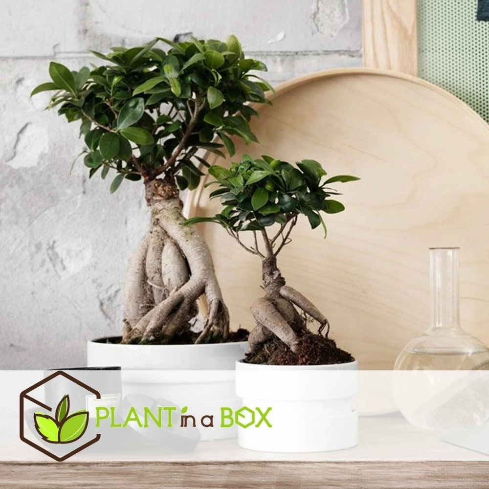 Bonsaï Ficus Ginseng - Pot ⌀12 Cm - H.30-40cm (hauteur Pot Incluse) 7 Bonsaï Ficus Ginseng - Pot ⌀12 Cm - H.30-40cm (hauteur Pot Incluse) – Image 5
