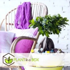 Set De 2 Bonsaï Ficus Ginseng - Pot ⌀12 Cm - H.30-40cm (hauteur Pot Incluse) -Terre et Verdure 635c1fb1ab8dc6.87141295