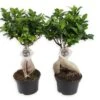 Set De 2 Bonsaï Ficus Ginseng - Pot ⌀12 Cm - H.30-40cm (hauteur Pot Incluse) 1 Set De 2 Bonsaï Ficus Ginseng - Pot ⌀12 Cm - H.30-40cm (hauteur Pot Incluse) -Terre et Verdure 635c1fb1bc7e74.46290023