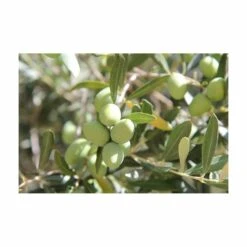 Terreau Pour Agrumes Et Plantes Méditerranéennes (lot De 3) -Terre et Verdure 635ff12dc9b545.94407620