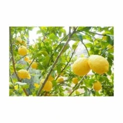 Terreau Pour Agrumes Et Plantes Méditerranéennes (lot De 3) -Terre et Verdure 635ff12dcdfb74.33452294