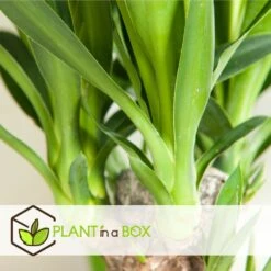 Set De 3 Mini Palmiers D'intérieur - Pot ⌀12cm - H25-40cm (hauteur Pot Incluse) -Terre et Verdure 63640c4055cf66.24697889