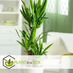 Set De 3 Mini Palmiers D'intérieur - Pot ⌀12cm - H25-40cm (hauteur Pot Incluse) -Terre et Verdure 63640c405b5bc5.95212273