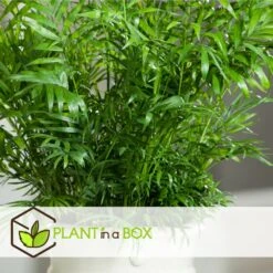 Set De 3 Mini Palmiers D'intérieur - Pot ⌀12cm - H25-40cm (hauteur Pot Incluse) -Terre et Verdure 63640c40674ce3.04998153