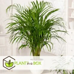 Set De 3 Mini Palmiers D'intérieur - Pot ⌀12cm - H25-40cm (hauteur Pot Incluse) -Terre et Verdure 63640c407ee146.71069969