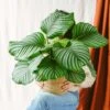 Plante D'intérieur - Calathea Orbifolia L 70cm -Terre et Verdure 6377dd852cf688.50011714