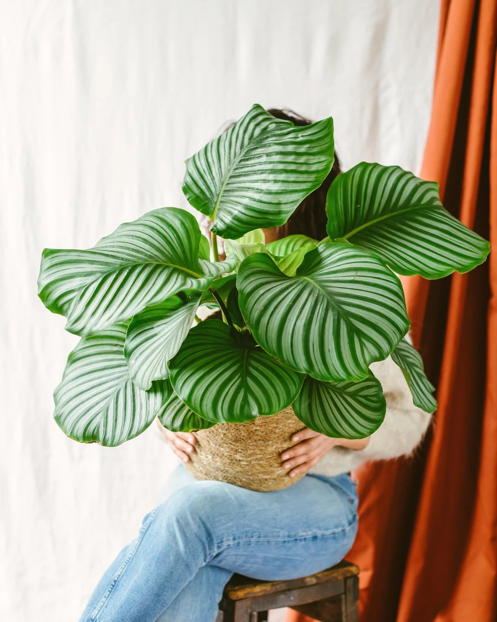 Plante D'intérieur - Calathea Orbifolia L 70cm 3 Plante D'intérieur - Calathea Orbifolia L 70cm