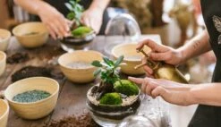 Plante D'intérieur - Fougère De Boston 30cm -Terre et Verdure 6377dd928f5f31.21207081