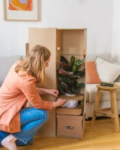 Plante D'intérieur - Fougère De Boston 30cm -Terre et Verdure 6377dd92946f96.19527258