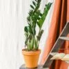Plante D'intérieur - Zamioculcas Zamiifolia L 65cm -Terre et Verdure 6377ddad69aac4.55036290