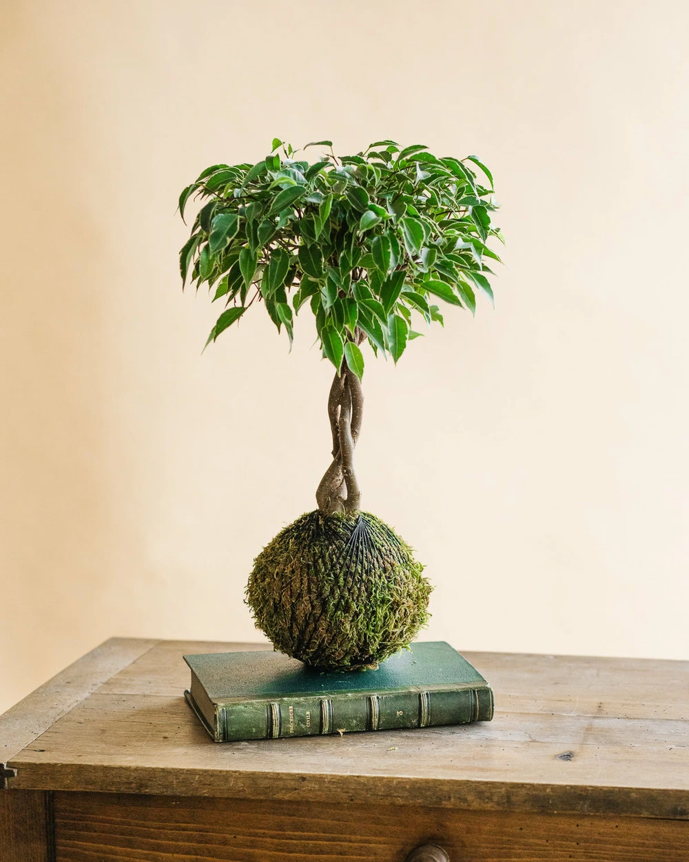 Kokedama - Ficus Tressé 3 Kokedama - Ficus Tressé