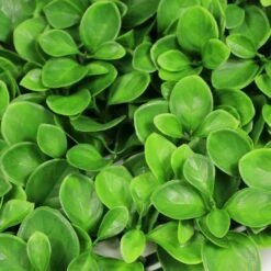 Mur Végétal Artificiel Giron Fleur - 1m X 1m -Terre et Verdure 639b1dee805698.80959754