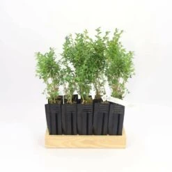 10 Buis Commun (buxus Sempervirens) - Haie De Buis Commun - 10 Jeunes Plants : Taille 10cm 9 10 Buis Commun (buxus Sempervirens) - Haie De Buis Commun - 10 Jeunes Plants : Taille 10cm -Terre et Verdure 63bca70f6481e0.85631913
