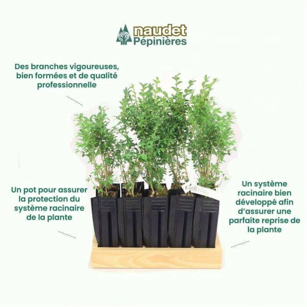 10 Buis Commun (buxus Sempervirens) - Haie De Buis Commun - 10 Jeunes Plants : Taille 10cm 6 10 Buis Commun (buxus Sempervirens) - Haie De Buis Commun - 10 Jeunes Plants : Taille 10cm – Image 4