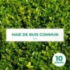 10 Buis Commun (buxus Sempervirens) - Haie De Buis Commun - 10 Jeunes Plants : Taille 10cm 2 10 Buis Commun (buxus Sempervirens) - Haie De Buis Commun - 10 Jeunes Plants : Taille 10cm -Terre et Verdure 63bca70f6bd805.86374276