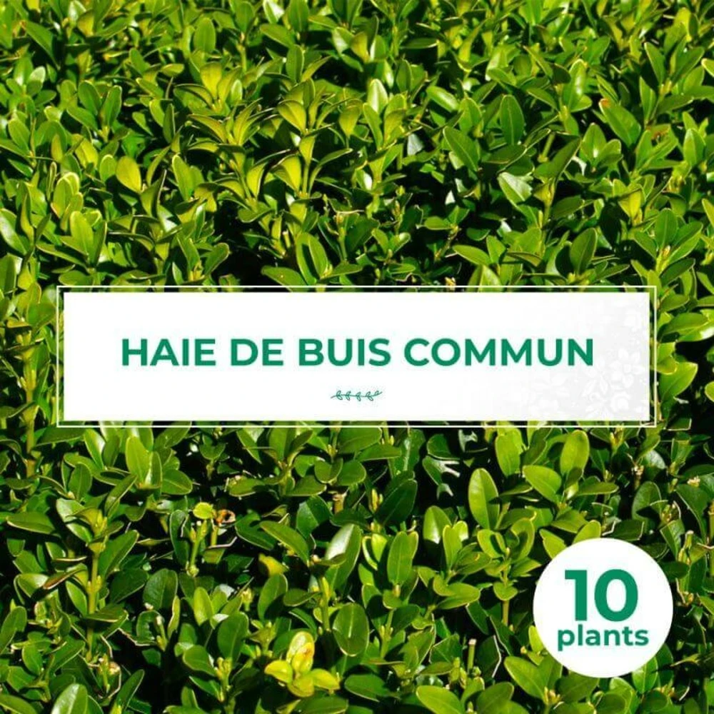10 Buis Commun (buxus Sempervirens) - Haie De Buis Commun - 10 Jeunes Plants : Taille 10cm 3 10 Buis Commun (buxus Sempervirens) - Haie De Buis Commun - 10 Jeunes Plants : Taille 10cm