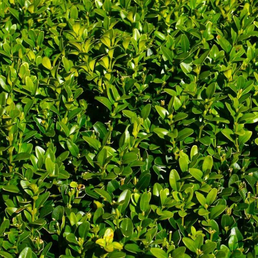 10 Buis Commun (buxus Sempervirens) - Haie De Buis Commun - 10 Jeunes Plants : Taille 10cm 4 10 Buis Commun (buxus Sempervirens) - Haie De Buis Commun - 10 Jeunes Plants : Taille 10cm – Image 2