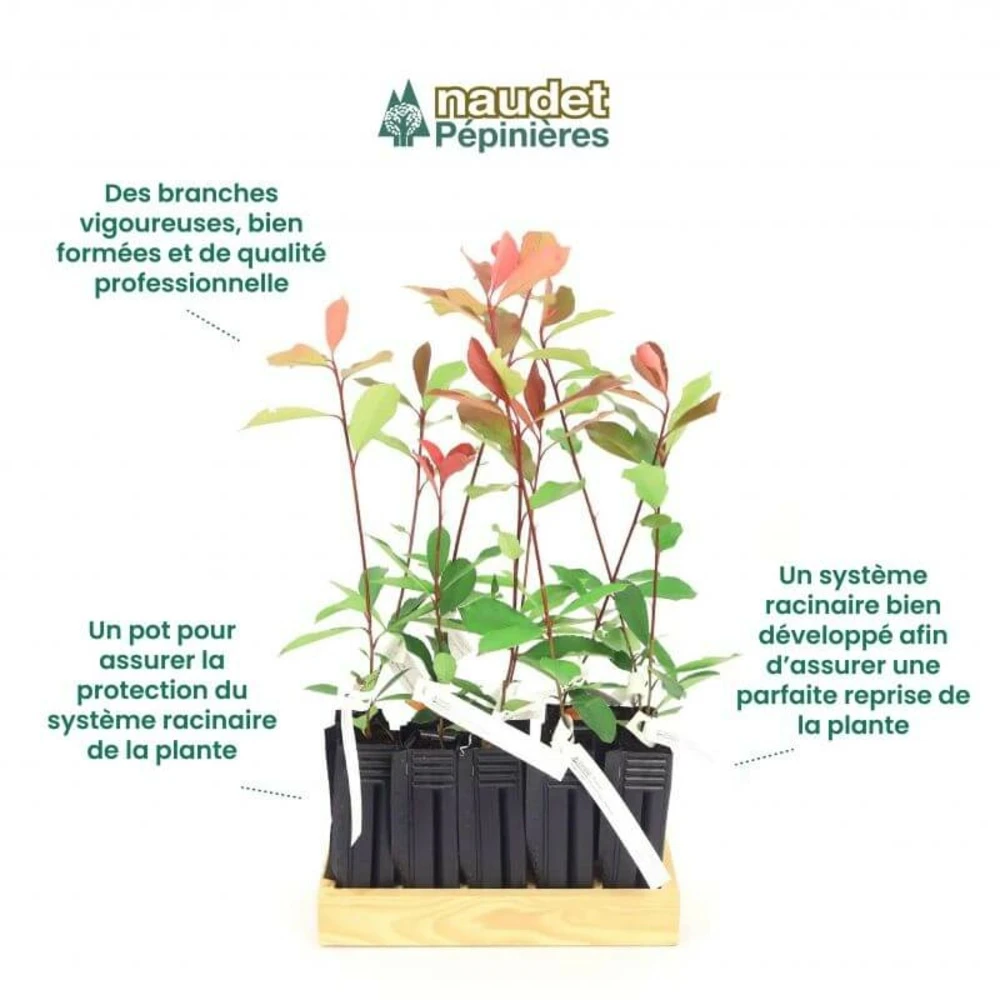 10 Photinia (photinia Fraseri 'red Robin') - Haie De Photinia Red Robin - 10 Jeunes Plants : Taille 20/40cm 5 10 Photinia (photinia Fraseri 'red Robin') - Haie De Photinia Red Robin - 10 Jeunes Plants : Taille 20/40cm – Image 3