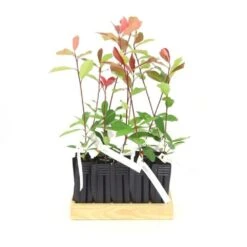 10 Photinia (photinia Fraseri 'red Robin') - Haie De Photinia Red Robin - 10 Jeunes Plants : Taille 20/40cm 10 10 Photinia (photinia Fraseri 'red Robin') - Haie De Photinia Red Robin - 10 Jeunes Plants : Taille 20/40cm -Terre et Verdure 63bca725644c67.63472126