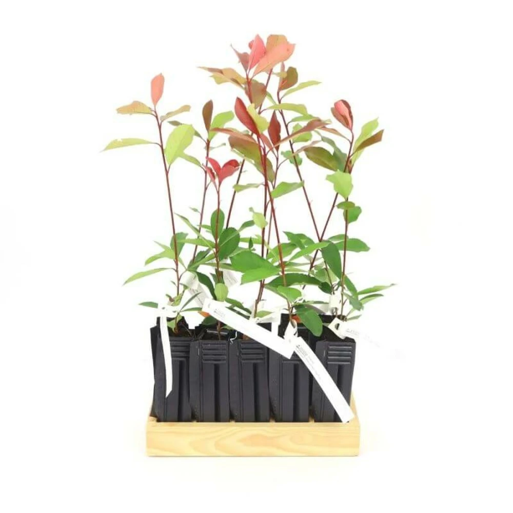 10 Photinia (photinia Fraseri 'red Robin') - Haie De Photinia Red Robin - 10 Jeunes Plants : Taille 20/40cm 6 10 Photinia (photinia Fraseri 'red Robin') - Haie De Photinia Red Robin - 10 Jeunes Plants : Taille 20/40cm – Image 4