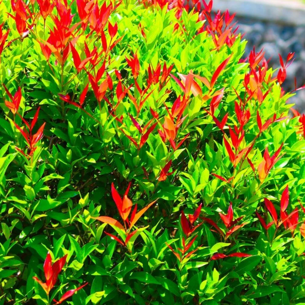 10 Photinia (photinia Fraseri 'red Robin') - Haie De Photinia Red Robin - 10 Jeunes Plants : Taille 20/40cm 4 10 Photinia (photinia Fraseri 'red Robin') - Haie De Photinia Red Robin - 10 Jeunes Plants : Taille 20/40cm – Image 2