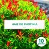 10 Photinia (photinia Fraseri 'red Robin') - Haie De Photinia Red Robin - 10 Jeunes Plants : Taille 20/40cm -Terre et Verdure 63bca72576e657.50429684
