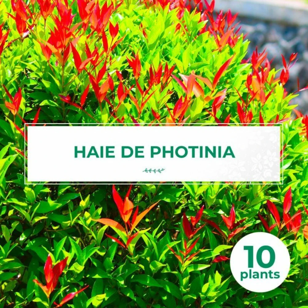 10 Photinia (photinia Fraseri 'red Robin') - Haie De Photinia Red Robin - 10 Jeunes Plants : Taille 20/40cm 3 10 Photinia (photinia Fraseri 'red Robin') - Haie De Photinia Red Robin - 10 Jeunes Plants : Taille 20/40cm