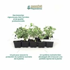 10 Fusain Emerald 'gaiety' (euonymus Fortunei 'gaeity') - Haie Fusain Gaiety - 10 Jeunes Plants : Taille 13/25cm -Terre et Verdure 63bca736196735.17415685