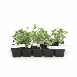 10 Fusain Emerald 'gaiety' (euonymus Fortunei 'gaeity') - Haie Fusain Gaiety - 10 Jeunes Plants : Taille 13/25cm -Terre et Verdure 63bca7361fc7b5.60773843