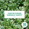 10 Fusain Emerald 'gaiety' (euonymus Fortunei 'gaeity') - Haie Fusain Gaiety - 10 Jeunes Plants : Taille 13/25cm -Terre et Verdure 63bca736296303.46650448