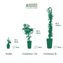 Clématite 'madame Lecoultre' (clematis 'mme Lecoultre) - Conteneur 1,5l -Terre et Verdure 63cf85db6b63a0.65365010