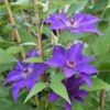 Clématite 'the President' (clematis 'the President') - Conteneur 3l -Terre et Verdure 63cf867e2469b8.97185179
