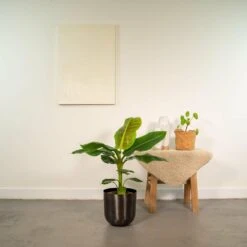 Bananier Nain Cavendish Et Son Cache-pot Noir - H90cm, ø21cm - Grande Plante D'intérieur -Terre et Verdure 63e484af84d8f879