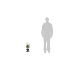 Azalée Japonaise Japonica Johanna/pot De 3l - 20/40 Cm -Terre et Verdure 63ed2bd13b1c11.44794078