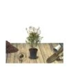 Azalée Japonaise Japonica Johanna/pot De 3l - 20/40 Cm -Terre et Verdure 63ed2bd1433416.49100071